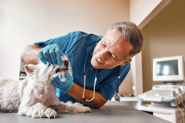  Brentwood, MD Emergency Dentist Pros